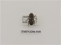 藏品(鏽鍬形蟲)的圖片